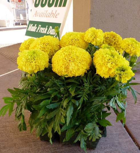 boinky marigolds 2 good SLIDE