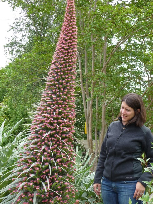 carri's_echium