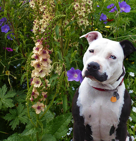 AUGIE & Verbascum 2 NO HAT