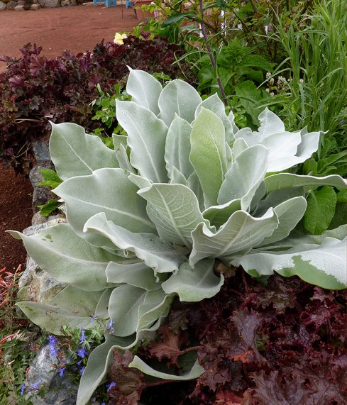 Verbascum arctic sumer FOL ADJ & CROP