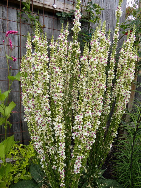 Verbascum chiaxii 16 candles my yard ADJ 06-15