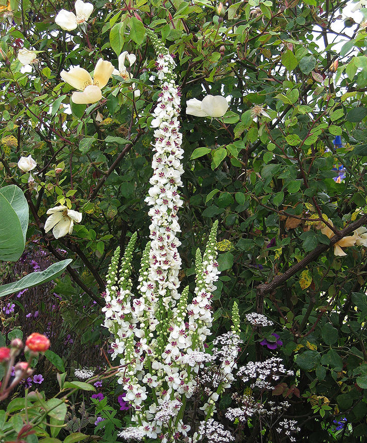 Verbascum chiaxii Album Habit ADJ CROP