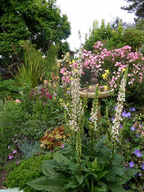 Verbascum chiaxii album My garden 06-15 ADJ .jpg