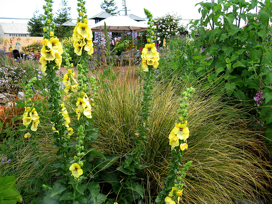 Verbascum Cotswold ADJ