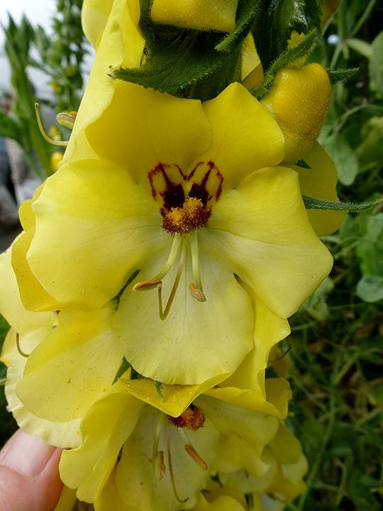 Verbascum Cotswold CLOSE 04-11-14 ADJ jpg