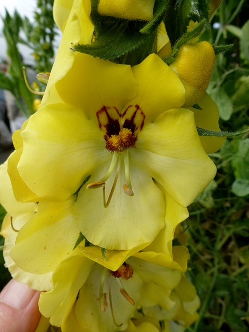 Verbascum Cotswold CLOSE 04-11-14 ADJ jpg