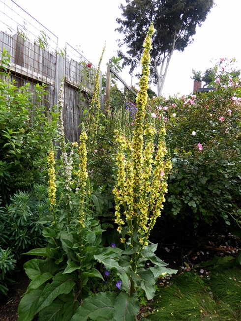 Verbascum nigrum my Garden B 06-15 ADJ