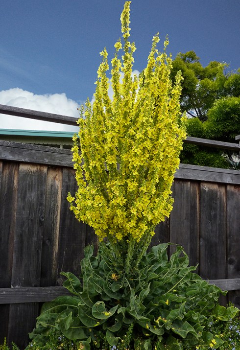 VERBASCUM OLYMPICUM HABIT SHOPPED CROP