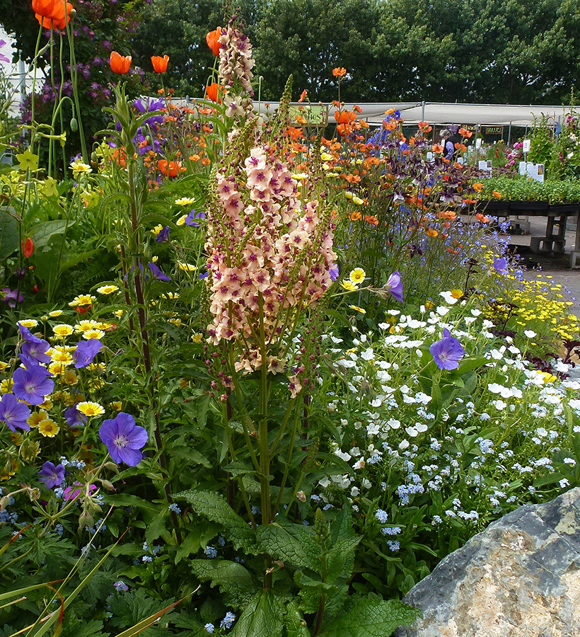 Verbascum Southern Charm & Garden angle BEST ADJ & CROP
