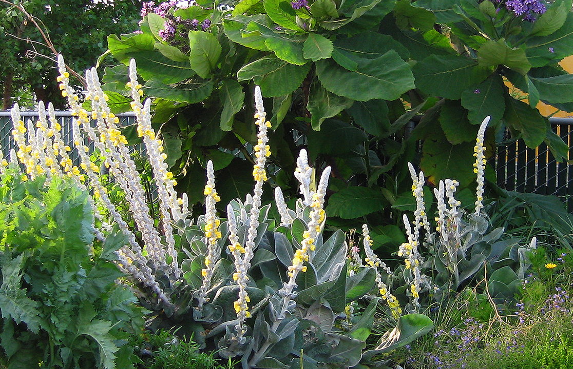 Wigandia & Verbascum 'Arctic Summer' CROP