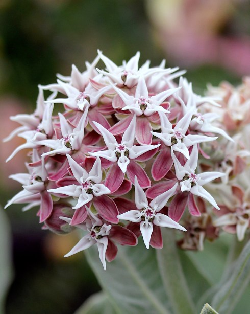 asclepias_speciosa_davis_close