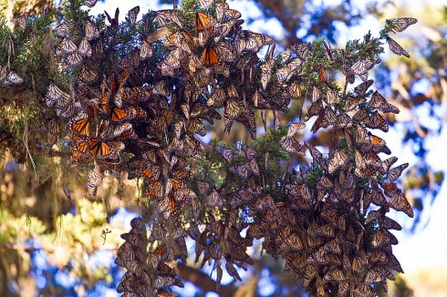 monarch_butterflies_pacific_grove