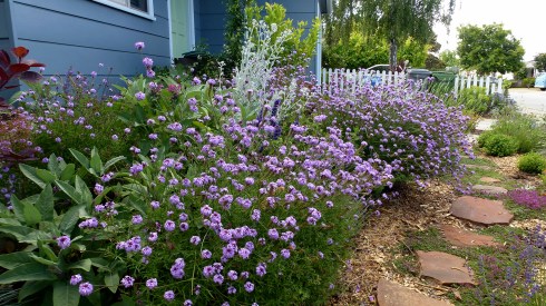 verbena_lilacina_de_la_mina