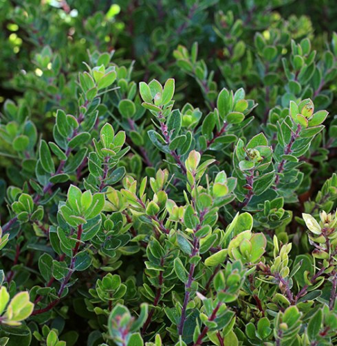 arctostaphylos_carmel_sur