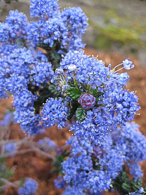 ceanothus joyce coulter