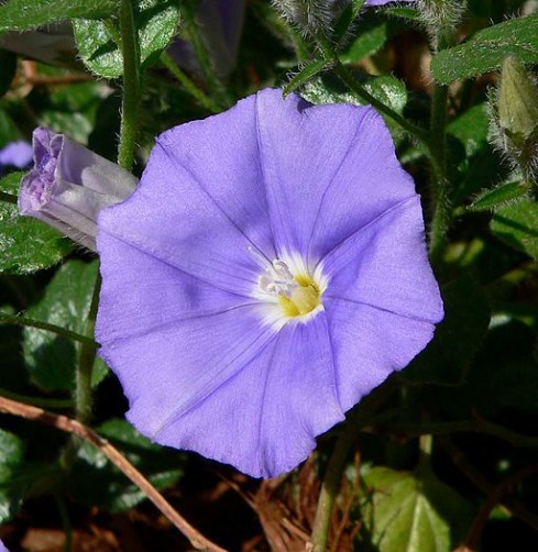convolvulus_mauritanicus_3