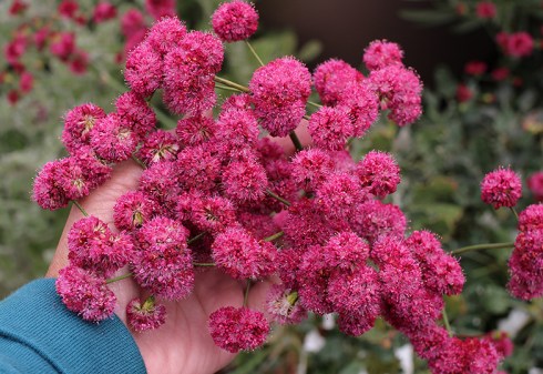 eriogonum_grande_rubescens_hand_2016