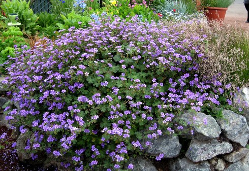 geranium_bill_wallis