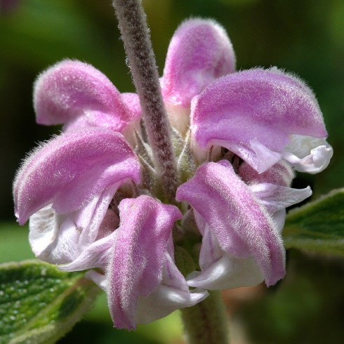 PHLOMIS PURPUREA SSP. PURPUREA