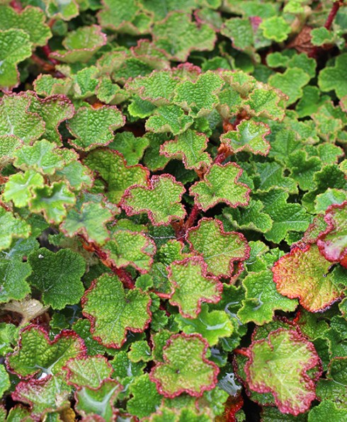 rubus_calycinoides_foliage