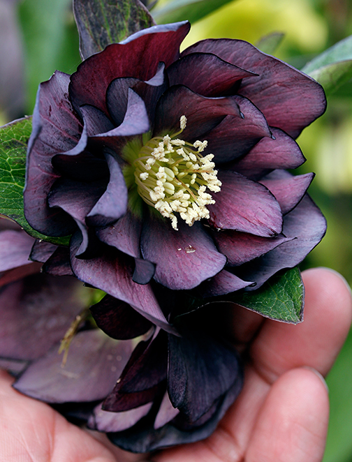 helleborus_onyx_odyssey_hand