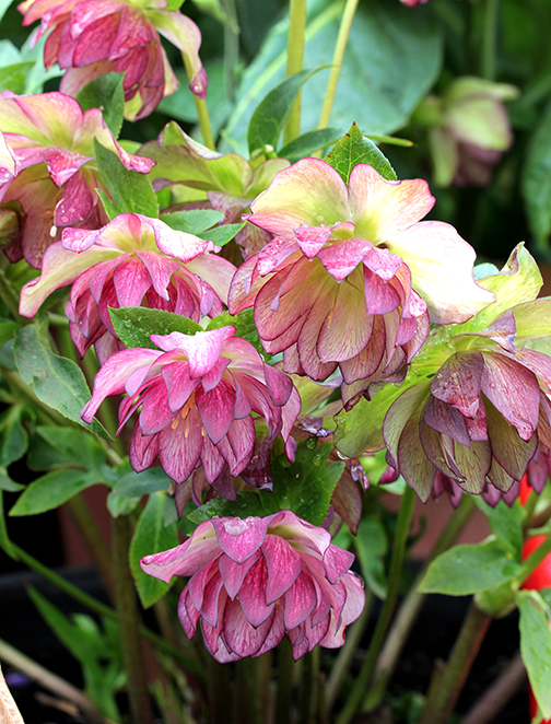 helleborus_peppermint_ice_bloom