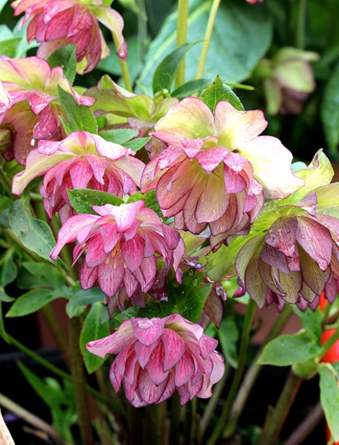 helleborus_peppermint_ice_bloom