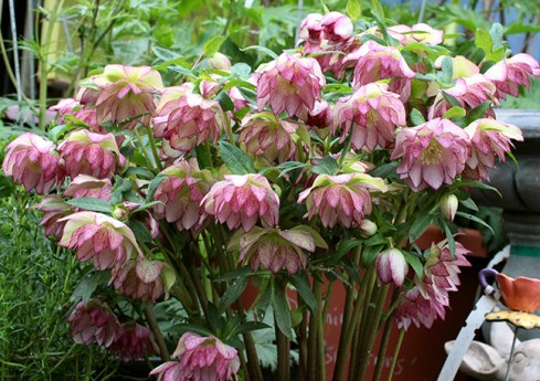 helleborus_peppermint_ice_mass