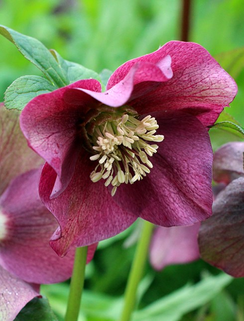 helleborus_red_lady_horiz_profile1