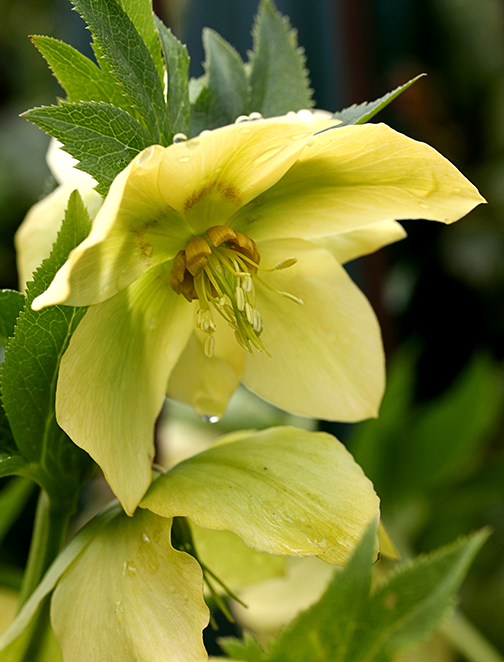helleborus_yellow_lady_close
