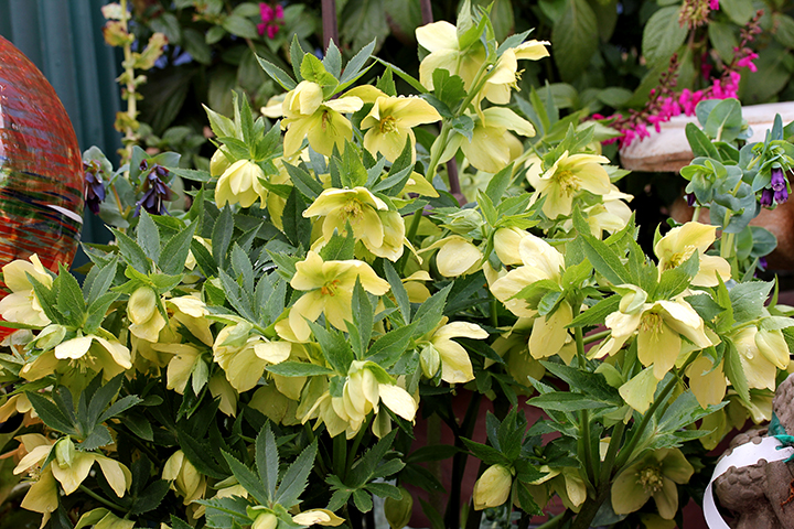 helleborus_yellow_lady_horiz