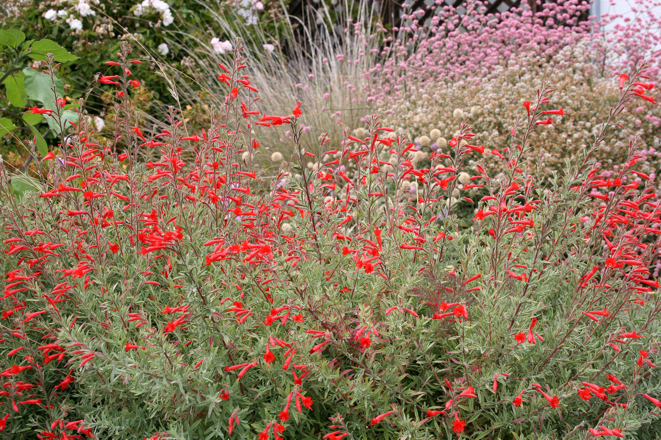 zauschneria_californica_horiz