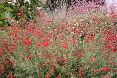 zauschneria_californica_horiz